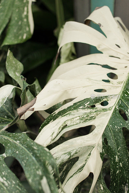 巨大的白色杂色Monstera Deliciosa植物“泰国星座”在明亮的佛罗里达阳光